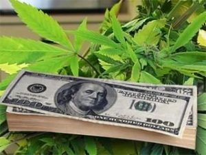 Read more about the article The Business of Pot